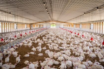 Chicken Shortage 2026
