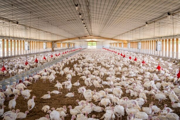 Chicken Shortage 2026