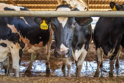 Dairy Shortage