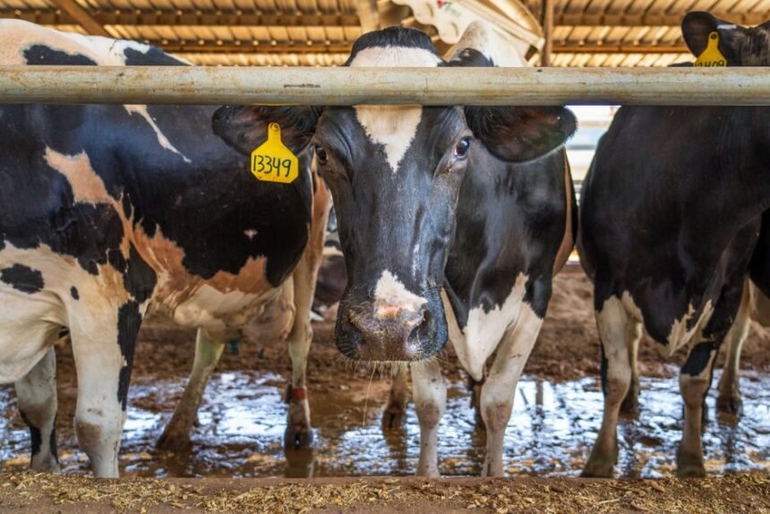 Dairy Shortage